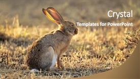  Presentation with south africa - Slide deck having scrub hare lepus saxatilis background and a coral colored foreground