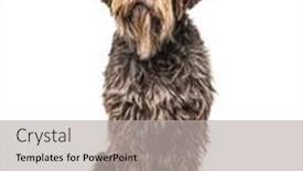  Presentation with dog - Slide set with scruffy-korthals-dog-sitting background and a light gray colored foreground