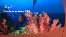  Presentation with coral - 