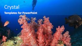  Presentation with coral - 