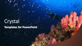  Presentation with coral - 