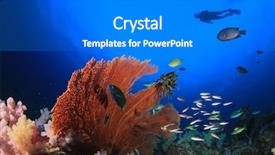  Presentation with coral reef - Slide deck featuring scuba dive coral reef divers background and a gray colored foreground