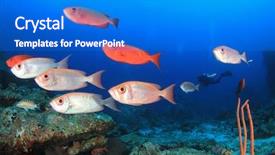  Presentation with coral reef - Audience pleasing presentation theme consisting of scuba-dive-coral-reef-fish backdrop and a cobalt blue colored foreground