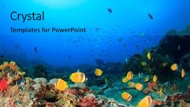  Presentation with coral reef - Slide set consisting of scuba dive coral reef background and a light gray colored foreground