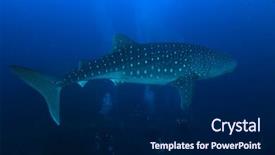  Presentation with whale - PPT layouts with scuba dive with whale shark background and a navy blue colored foreground