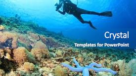  Presentation with coral reef - Colorful presentation design enhanced with christmas tree give gift backdrop and a gray colored foreground