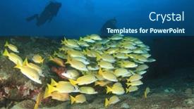  Presentation with divers - 