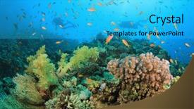  Presentation with divers - Audience pleasing PPT theme consisting of divers swim over colorful coral backdrop and a cyan colored foreground