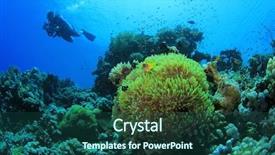  Presentation with aquarium sea anemone - PPT layouts featuring scuba dives at anemone city background and a  colored foreground