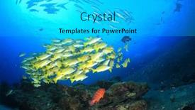  Presentation with scuba diving - Presentation featuring scuba-diving-coral-reef background and a  colored foreground