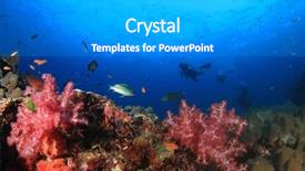  Presentation with scuba diving - Colorful slides enhanced with scuba diving exploring coral reef backdrop and a gray colored foreground