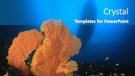  Presentation with scuba diving - PPT layouts having scuba diving liveaboard boat moored over coral reef background and a teal colored foreground