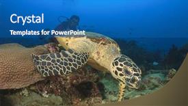  Presentation with scuba diving - Amazing PPT theme having scuba diving with sea turtle backdrop and a teal colored foreground