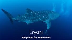  Presentation with scuba diving - Beautiful slide deck featuring scuba-diving-with-whale-shark backdrop and a navy blue colored foreground