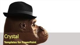  Presentation with hat - Theme with sculpture of a gorilla background and a tawny brown colored foreground
