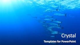  Presentation with fish ocean - PPT theme enhanced with sea - barracuda fish underwater in ocean background and a navy blue colored foreground