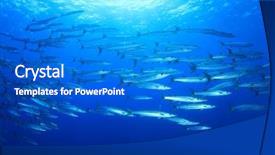  Presentation with underwater - Cool new slide set with sea - barracuda fish underwater backdrop and a cobalt blue colored foreground