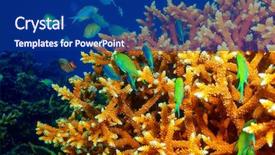  Presentation with coral reef - Slides enhanced with sea - beautiful coral reef background little background and a navy blue colored foreground