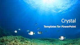  Presentation with underwater - PPT theme consisting of sea - fish school on underwater reef background and a gray colored foreground