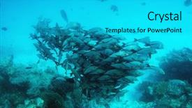  Presentation with fish ocean - Amazing slide deck having sea - school of fish fish backdrop and a cyan colored foreground