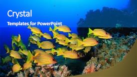  Presentation with electric yellow fish - Colorful presentation design enhanced with sea - school yellow fish bluelined snappers backdrop and a gray colored foreground