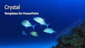  Presentation with hunting - Colorful theme enhanced with sea - trevally fish hunting backdrop and a dark gray colored foreground