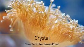  Presentation with underwater wild nature sea life - Cool new presentation theme with sea actinia in colourful underwater backdrop and a yellow colored foreground