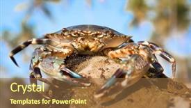  Presentation with goa beach - Beautiful presentation theme featuring sea against blue sky goa backdrop and a tawny brown colored foreground