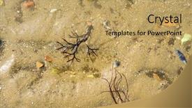  Presentation with bloom - Slide deck enhanced with algal bloom - algae on the beach background and a coral colored foreground