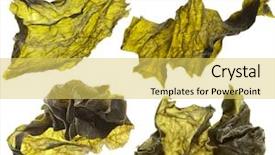  Presentation with seaweed - Theme enhanced with dried seaweed kelp set close background and a yellow colored foreground