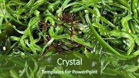  Presentation with seaweed - Audience pleasing PPT theme consisting of sea weed - seaweed salad backdrop and a tawny brown colored foreground