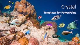  Presentation with tropical reef fish - Slide deck featuring sea anemone - reef with a variety background and a  colored foreground