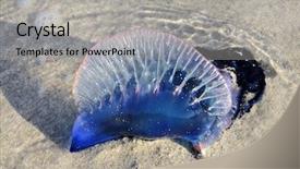  Presentation with toxic - Presentation theme featuring sea anemone - tropical and toxic jellyfish background and a  colored foreground