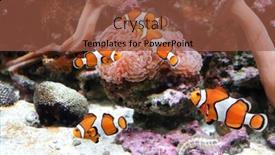  Presentation with aquarium sea anemone - Presentation having sea-anemone-and-clown-fish background and a  colored foreground
