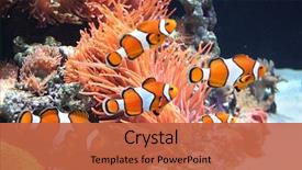  Presentation with fish aquarium - Amazing presentation design having sea anemone and clown fish backdrop and a red colored foreground