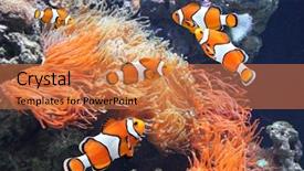  Presentation with fish aquarium - Presentation theme with sea anemone and clown fish background and a coral colored foreground