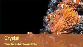  Presentation with black sea - Slide deck having sea anemone and clown fish background and a red colored foreground
