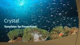  Presentation with fish ocean - Colorful presentation theme enhanced with sea anemone and skunk anemonefish fish in ocean backdrop and a ocean colored foreground