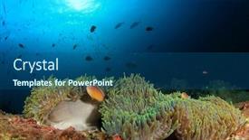  Presentation with fish ocean - Slide set consisting of sea anemone and skunk anemonefish fish in ocean background and a ocean colored foreground