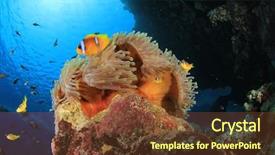  Presentation with sea coral - Audience pleasing PPT theme consisting of sea anemone clownfish and damselfishes backdrop and a tawny brown colored foreground