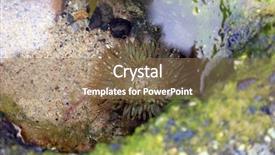  Presentation with tide - Presentation design consisting of sea anemone wild sea anemone background and a coral colored foreground