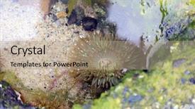  Presentation with tide - Slide set with sea anemone wild sea anemone background and a coral colored foreground
