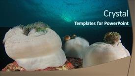  Presentation with sea coral - Slide deck consisting of sea-anemones-coral-reef background and a ocean colored foreground