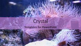  Presentation with sea - PPT layouts with sea anemones in beautiful aquarium background and a light blue colored foreground