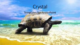  Presentation with sea animals - Beautiful presentation theme featuring sea animals - big turtle on the tropical backdrop and a light blue colored foreground
