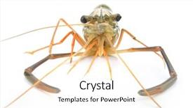  Presentation with shrimp - Audience pleasing presentation design consisting of sea animals - close-up of shrimp backdrop and a white colored foreground