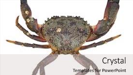  Presentation with crab - Theme having sea animals - crab isolated on white background background and a light gray colored foreground