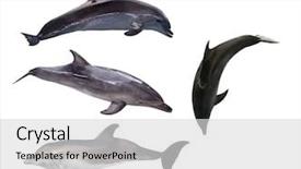  Presentation with grey - Amazing presentation having sea animals - four grey dolphins isolated backdrop and a light gray colored foreground