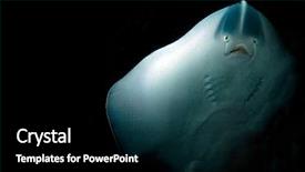  Presentation with deep sea - Beautiful PPT layouts featuring sea animals - ghostly underside of a stingray backdrop and a black colored foreground