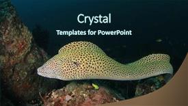  Presentation with sea animals - Audience pleasing PPT layouts consisting of sea animals - honeycomb moray eel backdrop and a  colored foreground